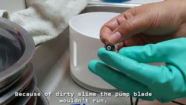 How to Fix and Clean Cat Flower Fountain|Water Pump not working #catslifeph #waterfountain смотреть онлайн