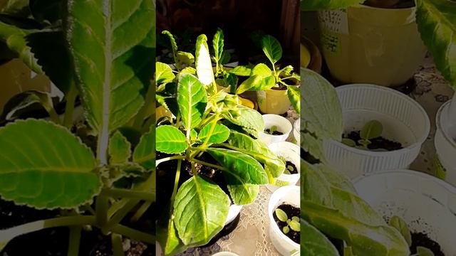 23.12.2021 год. ЭДЕМСКИЙ САД. РУЧНОЕ ДОМАШНЕЕ ОПЫЛЕНИЕ ГЛОКСИНИИ ИМПРЕСС РЕД. смотреть онлайн