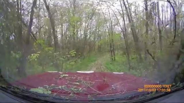 Ивушка