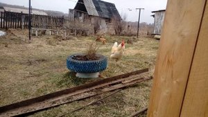 Как удалить корень?| Корнеудалитель своими руками!