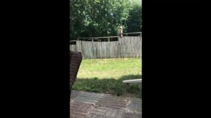Ребенок сыграл в мяч с огромным псом через забор