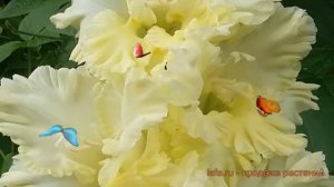 Гладиолус крупноцветковый Сгущеное Молоко ? обзор: как сажать, луковицы гладиолуса Сгущеное Молоко