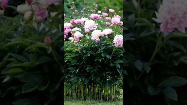 пионы в ландшафтном дизайне. смотреть онлайн