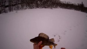 Рыбалка на живца в январе  2022 г.Первый и результативный выход на лед.#41