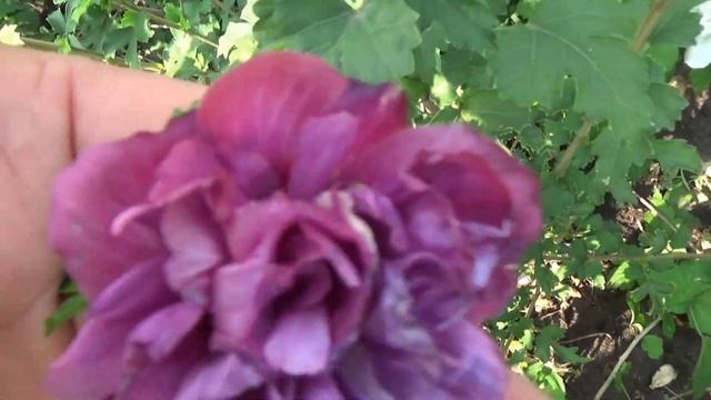 МАХРОВЫЕ ГИБИСКУСЫ/ ШИКАРНОЕ ЦВЕТЕНИЕ