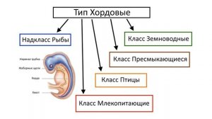 11. Тип Хордовые + класс Головохордовые (экспресс Зоология) подготовка к ОГЭ и ЕГЭ Биологи