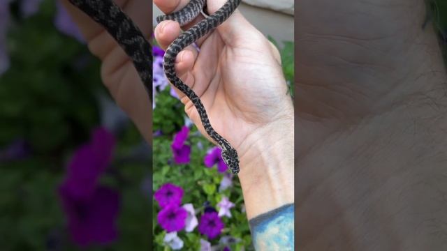 Axanthic zebra or axanthic granite carpet python ? #snakes #carpetpython #animals #pets