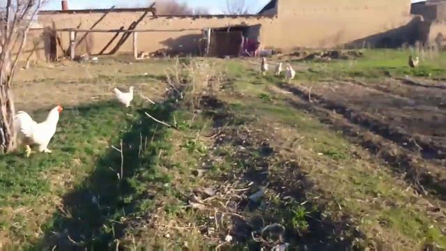 Нашли черепаху? Vlog у бабушки! Гоняю куриц??? смотреть онлайн