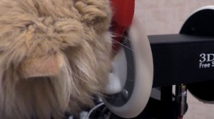 ASMR/АСМР/ 3Dio/ Кот лижет уши/sounds cat licking ears