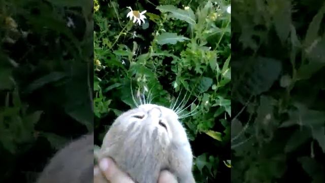 чей кот? смотреть онлайн