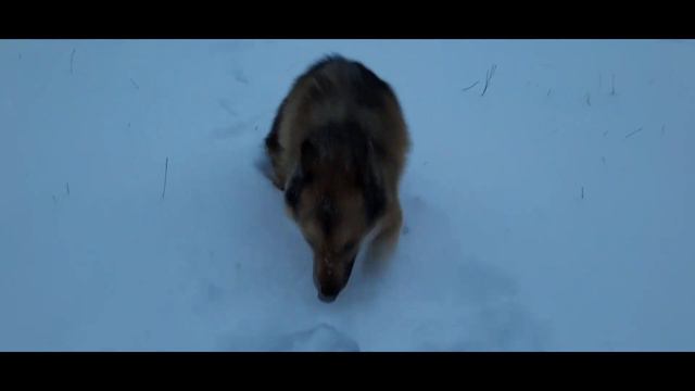 Красивая собака выполняет команды, сюда, сидеть, лежать и гуляй :) смотреть онлайн