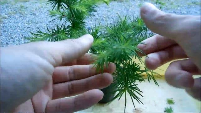 落葉松　芽摘み (Larix kaempferi Bud picking) смотреть онлайн