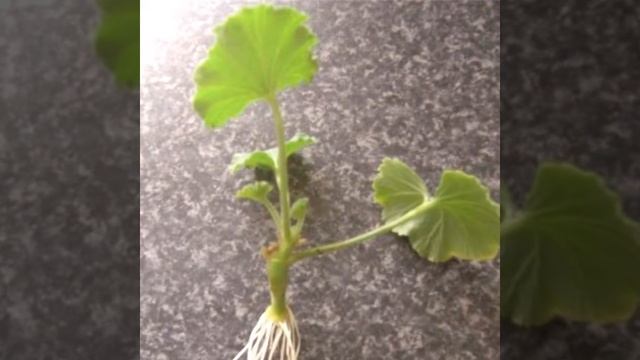 Pelargonium zonale смотреть онлайн