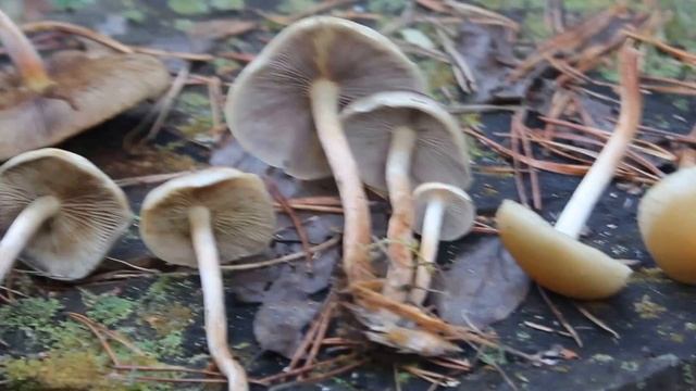 Не обходите стороной, он хороший! Hypholoma capnoides -  опёнок серопластинчатый