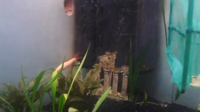 Labeo frenatus albinos смотреть онлайн