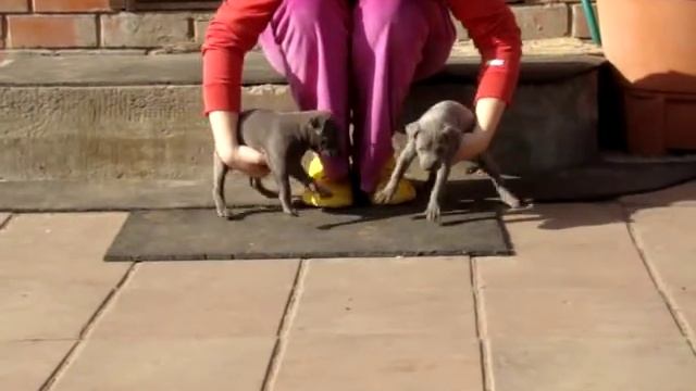 Тайский риджбек голубого окраса смотреть онлайн