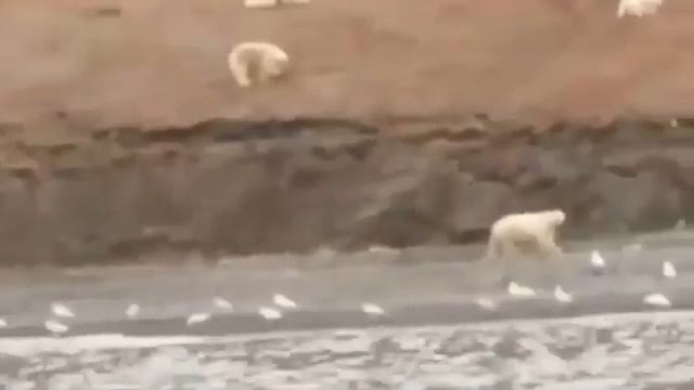 Пиршество Белых Медведей. Остров Врангеля смотреть онлайн