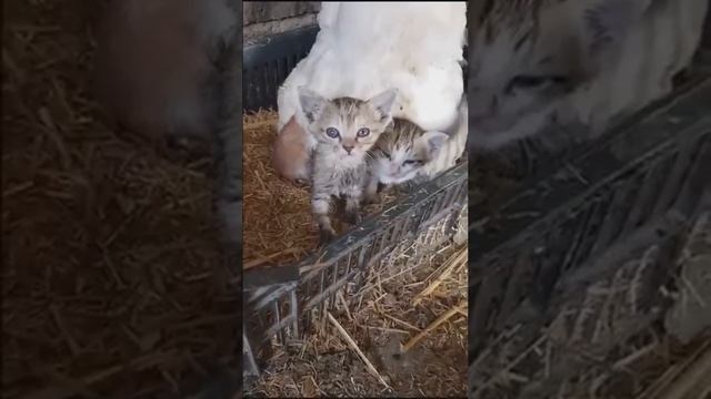 Ничего милее вы сегодня не увидите)