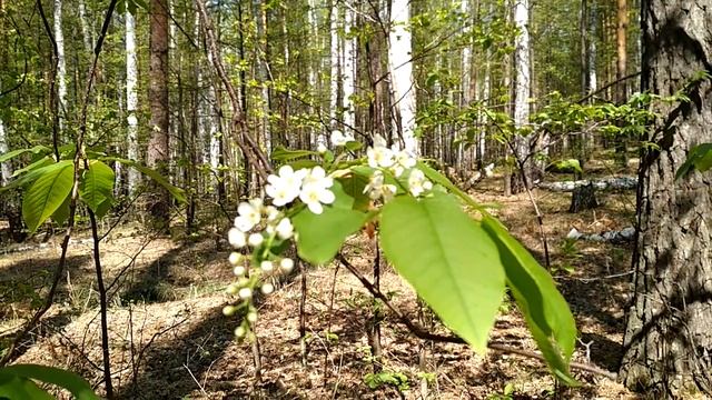Озеро Бараус, Челябинская область.