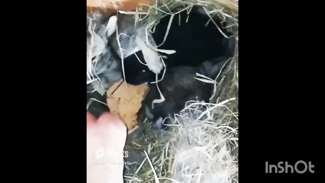 Прямой Обзор #кормление #кролики #крольчата #развидение #уход смотреть онлайн