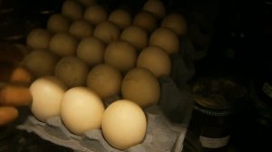 Утка и ее яйца.  Забирать ли их из гнезда?