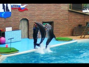 Дельфинарий в Адлере