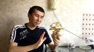 Грибы в Подвале на Картоне. Первый сбор Вешенки и приготовление