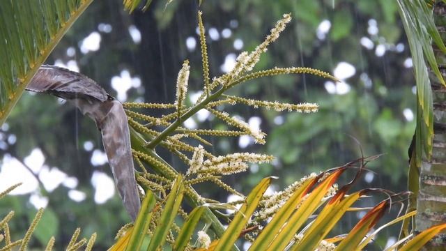 ШУМ ДОЖДЯ ДЛЯ СНА УСНЕШЬ ЗА 5 МИНУТ ПОД ЗВУК ДОЖДЯ для сна Закрой глаза 5 МИНУТ И СПИШЬ Звуки длясн смотреть онлайн