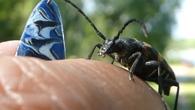 fyrbandad blombock - Leptura quadrifasciata смотреть онлайн