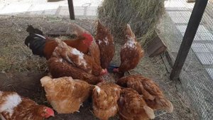Куры несушки для дачи - каждый день по яйцу