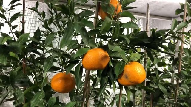 Почему опадают листья на цитрусах？ Причины？ Как с этим бороться？ Зимний садПочему опадают листья на смотреть онлайн