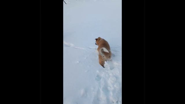 Акитомания! Малыши на прогулке с мамой. #акитомания #щенки #американскаяакита #акита #puppies смотреть онлайн