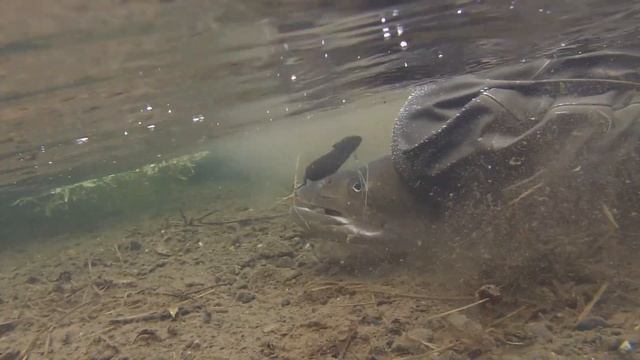 Оседлать тайменя смотреть онлайн