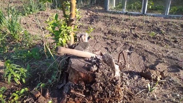 что даю курам в жару? чем повышаю удой коз в жару? что с огородом? жизнь без выходных смотреть онлайн