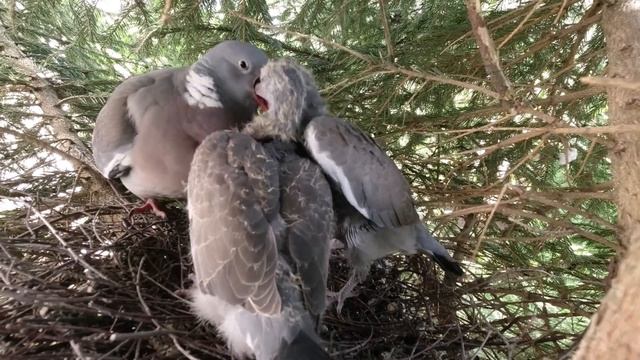 Как дикий лесной голубь кормит птенцов. How a wild wood pigeon feeds its chicks. смотреть онлайн