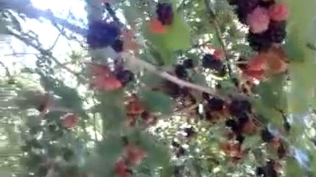 Шелковица почти созрела.