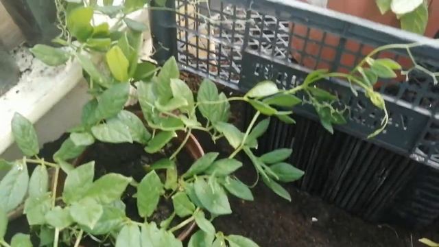 Однолетние лианы рассадой. Всё лето будут украшать арки и решётки. смотреть онлайн