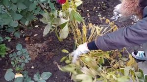 Уборка в цветнике на зиму.  Садовый лайфхак. Обрезка пионов и хост.