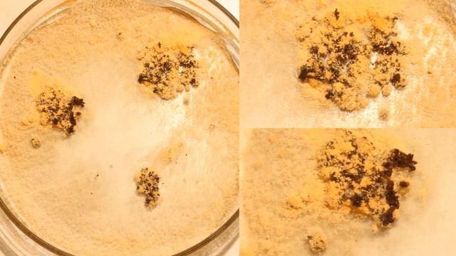 Выращивание Плесени на Агаре смотреть онлайн