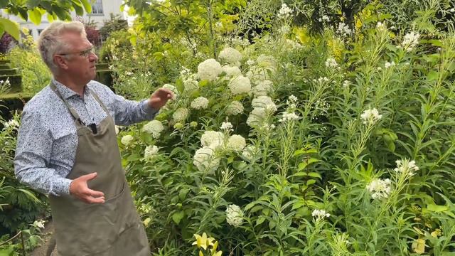 My Top 5 Hydrangeas in July смотреть онлайн