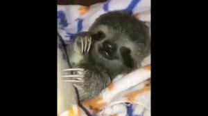 НЯШНОЕ ВИДЕО ПРО ОТДЫХАЮЩЕГО ЛЕНИВЦА ЛЕНИВЕЦ ОТДЫХАЕТ НА КРОВАТИ ЖИЗНЬ ЛЕНИВЦА  ВИДЕО ПРО ЛЕНИВЦА