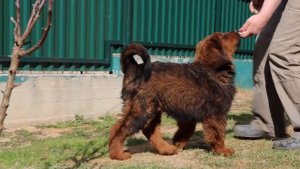 Стандарт породы. Тибетский мастиф/ tibetan mastiff, питомник CORLEONIS PLUS, очень красивая девочка