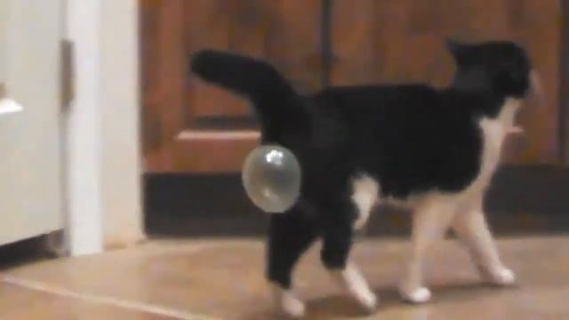 Не давайте жвачку своим кошкам смотреть онлайн