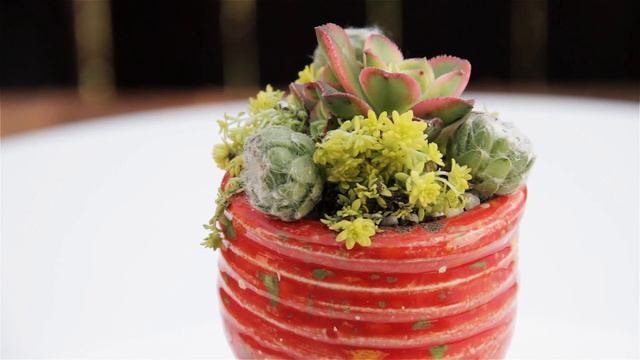 Succulent In Handmade Octopus Tentacle Container