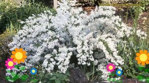 Дейция шершавая Прайд оф Рочестер. Краткий обзор, описание deutzia scabra Pride of Rochester