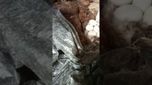 ЯЙЦА ДИКОЙ УТКИ! ОПАСНАЯ ЗАТЕЯ)))
