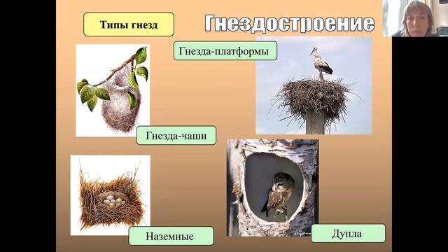птицы 2 смотреть онлайн