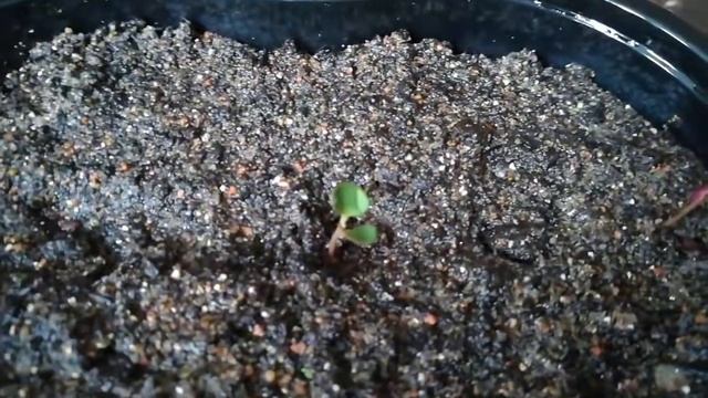 эвкалипт лимонный озон из семян. всходы  на 5 день!!! ( 1 часть)