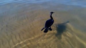 Черный баклан. Снова в море.