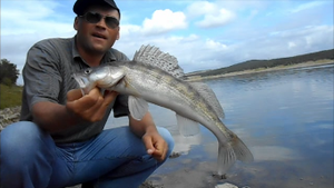 СУДАК-ЩУКА НА ЖИВЦА НАРЕЗКА ВИДЕО ПРО РЫБАЛКУ.2014.